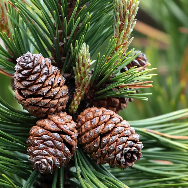 Classic Pine Fragrance Oil, 1 lb